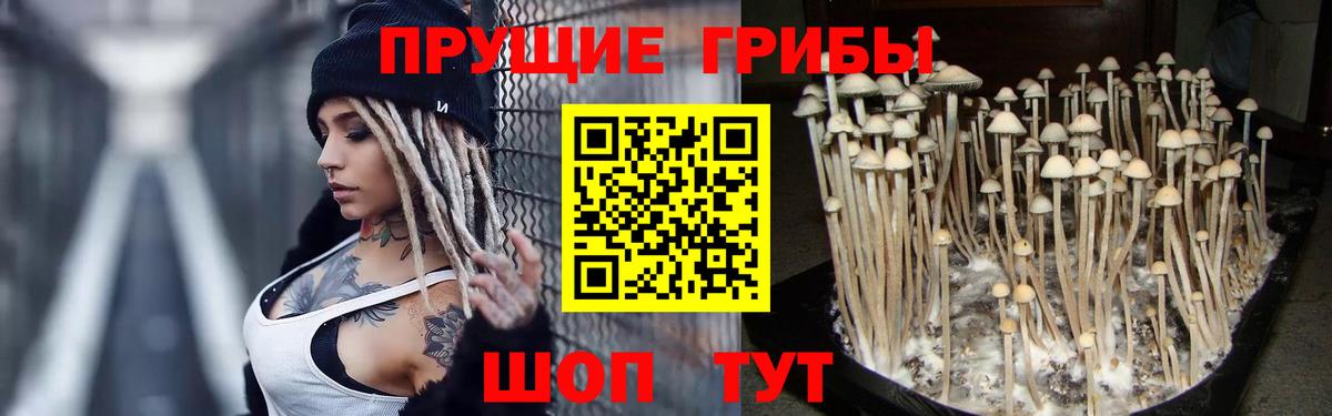 Псилоцибиновые грибы Cubensis Урай